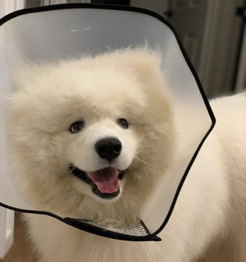 狗狗如何不讨厌戴伊丽莎白圈？（解决狗狗对伊丽莎白圈的抵触情绪）
