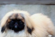 北京犬的历史与现状（从宠物到文化代表，北京犬的发展历程）