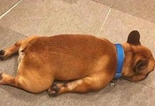 狗狗狂犬病的危害与预防措施（一种致命病毒的威胁与守护健康的责任）