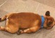 狗狗狂犬病的危害与预防措施（一种致命病毒的威胁与守护健康的责任）