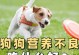吃狗对身体的危害（狗肉食用的健康隐患及相关风险）
