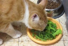 小猫突然不怎么吃东西怎么办？（宠物饮食问题，如何正确解决？）
