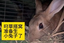 母兔怀孕后的表现（了解母兔怀孕后的身体变化和行为表现，助您照顾好它们。）