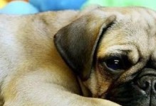 揭秘以巴哥犬身上臭的原因（了解为什么以巴哥犬身上会有刺鼻气味）