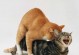 母猫打完疫苗多久可以交配（养猫人士必看！掌握母猫交配时间的关键）