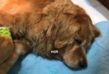 为何治疗狗病如此昂贵？（探究导致宠物医疗费用高涨的原因及解决方案）