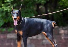 探秘全球最昂贵的16个犬种（揭开豪华犬界的财富之门）