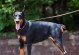 探秘全球最昂贵的16个犬种（揭开豪华犬界的财富之门）