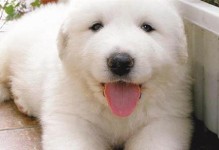 四个月大的大白熊犬的喂养指南（如何正确地喂养你的大白熊犬宠物）