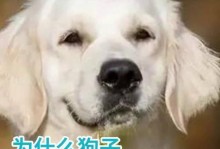 狗狗不能多吃肉的原因（科学饲养下狗狗饮食的合理搭配与注意事项）
