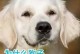 狗狗不能多吃肉的原因（科学饲养下狗狗饮食的合理搭配与注意事项）