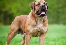 南方适合养大型犬的理由（南方气候条件适合大型犬的养殖，提供优质生活环境）