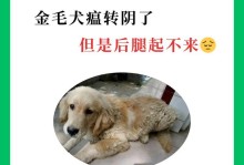 犬瘟后遗症（探索犬瘟后遗症的种类、症状和治疗方法）
