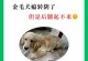 犬瘟后遗症（探索犬瘟后遗症的种类、症状和治疗方法）