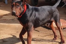 凶猛犬种（了解凶猛犬种的特点、训练要点和适应环境的要求）