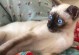 小猫磨牙期（小猫磨牙期的）