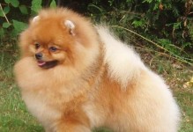博美犬（了解博美犬的起源、特点和养护知识）