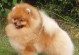 博美犬（了解博美犬的起源、特点和养护知识）