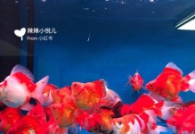 金鱼喂食的时机与方法（养金鱼的关键-科学喂食）