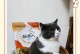 猫粮的合理食用量与猫的身体年龄大小有关吗？