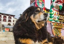 藏獒五个月应该吃什么？（提供适宜的饮食以保证藏獒健康成长）