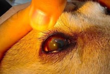 狗狗眼部疾病（照顾你的狗狗眼睛，关注这些重要事项）