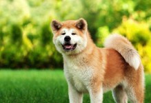 揭秘秋田犬美容常识（让爱宠更健康的8个秘诀）