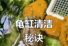 养草龟水多久换一次？解答草龟水换水的频率（草龟水换水频率的重要性及相关注意事项）