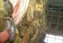 羊胎衣不下，用药全攻略（羊胎衣不下，药物治疗方法一网打尽）