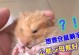 仓鼠太凶了？探究背后原因与应对方法（揭秘仓鼠凶猛行为的原因，教你如何与其建立亲密关系）