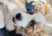 狗瘟康复时间（宠物犬感染狗瘟后多久恢复算是好？康复速度关乎主人的关爱）