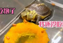 乌龟不吃了，是什么原因？（探寻乌龟食欲不振的关键原因及解决办法）
