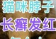 猫怀孕为什么会生癣？（了解猫咪怀孕期间的皮肤问题和防治方法）