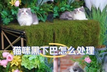 解读猫黑下巴问题及治疗药膏推荐（探寻黑下巴现象的成因和解决方案）