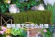 解读猫黑下巴问题及治疗药膏推荐（探寻黑下巴现象的成因和解决方案）
