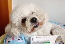 小狗体外驱虫时机及注意事项（宠物健康保障从预防开始，体外驱虫必不可少）