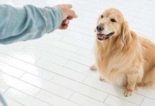 揭秘狗狗疯跑背后的原因（为什么狗狗会突然乱窜？了解这些关键原因）
