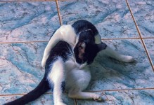 为什么猫会舔自己的屁股？（揭秘猫咪自我清洁的原因及意义）