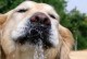 揭秘宠物狗一直想喝水的原因（了解狗狗为什么总是口渴，如何正确补水）
