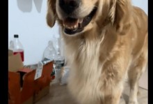 解密狗狗眼睛的奥秘（狗狗眼睛为何与众不同）