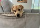 狗狗为什么喜欢躲在沙发下面？（探究狗狗躲在沙发下的原因以及解决方法）