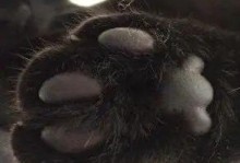 猫的爪子有毒吗？探寻真相（揭秘猫爪毒性，保护你与猫咪的健康）