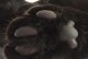 猫的爪子有毒吗？探寻真相（揭秘猫爪毒性，保护你与猫咪的健康）