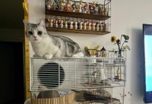 选择合适的材料为仓鼠打造舒适的家园（仓鼠笼子的选择及DIY指南）