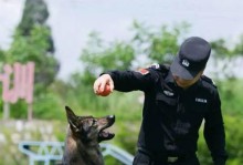 警犬认养竞价30万！淘汰警犬竟成宠物热潮（54只淘汰警犬被领养，价格达到惊人高价，背后原因曝光！）