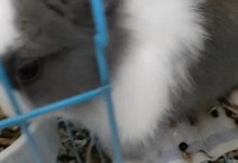 选择养殖兔子的最佳垫料，（提供舒适与卫生的生活环境，）