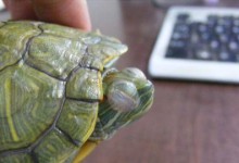 以干养的意义与实践（干养，培养孩子的独立性和自主性）
