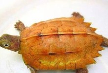 锯缘龟的饲养全攻略（打造健康、快乐的锯缘龟生活）
