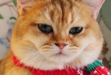 猫咪太瘦了怎么办？（给你的瘦猫咪提供适当的营养和护理）