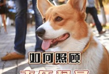 柯基剃毛后的注意事项（保持柯基剃毛后的健康和舒适感）